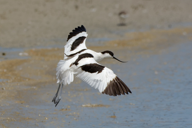 Avocette elegante.jpg